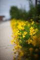 IMG_4575 yellow wildflowers